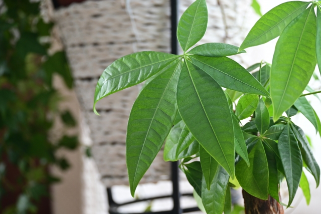 金運と観葉植物：パキラ